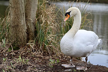 labuť, mute swan, vodní pták, kachní pták, u jezera, Příroda, bílá labuť, pták, cygnus olor, volně žijících živočichů, husí krk