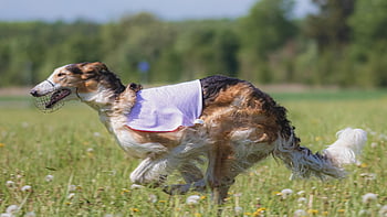 dog, running, beautiful, field, happy, friendly, active, athletic, competition, course, coursing
