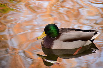mallard duck, reflective pond, fall hues, vibrant colors, water surface, duck swimming, autumn colors, wildlife photography, nature scene, pond reflection, duck in water