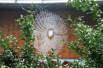 pavoučí síť, listy, pavučina, web, případ, vzor, zvlákňovací vlákna, koule, rostlin, Příroda