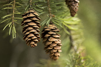 pine, cones, tree, nature, branch, cedar, forest, christmas, needles, seed, conifer
