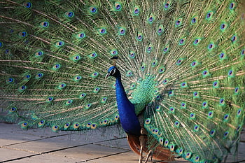modrý páv, ornitologie, druh, fauna, ptačí, zvíře, peří, otevřená obrazovka, Hangzhou Wildlife Park, hangzhou, zoo
