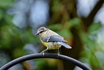 bird, blue Tit, ornithology, species, fauna, animal, wildlife, beak, feathers, plumage, invoice
