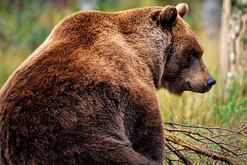 Medvěd hnědý, Grizzly, medvěd, zvíře, savec, ursus, dravec, lovec, Příroda, volně žijících živočichů, všežravec