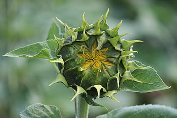 sunflower, flower, flower Bud, blooming Flower, flower Background, plant, flower Wallpaper, beautiful Flowers, nature