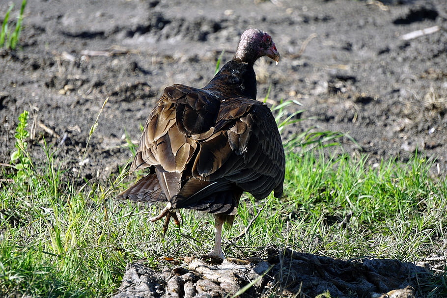 turkey Vulture, buzzard, scavenger, vulture, bird, feathers, plumage, ave, avian, ornithology, birdwatching