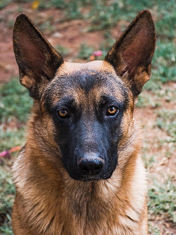german Shepherd, nature, dog, pet, animal, watchdog, domestic, canine, mammal, head, closeup