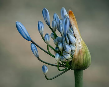 Blue Agapanthus, modrý květ, makro obrázek, kvetoucí pupeny, krásu přírody, Sydney Garden, detailní fotografie, modré pupeny, Agapanthus pupeny, makro fotografie, Blue Agapanthus Flower