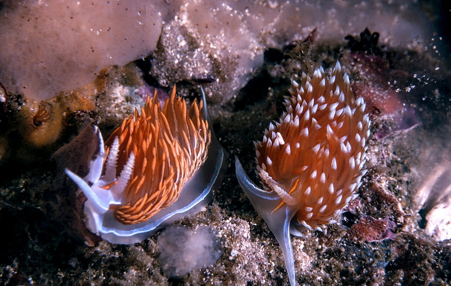 nudibranch, slimák, mořský slimák, Hermissenda Crassicornis, moře, oceán, Příroda, potápění, zvíře, měkkýš, plži