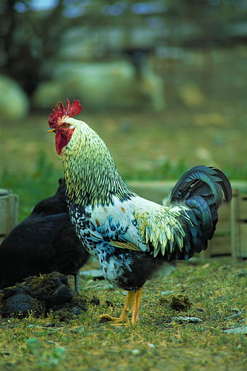 kohout, kuře, drůbež, coop, hospodařit, hospodářského zvířete, Příroda, zvíře, árbol, gallinero, naturaleza