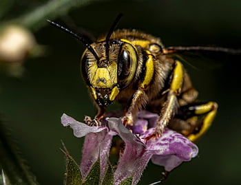 Evropské včely vlny, včela, Vlněná Carder Bee, hmyz, Anthidium Florentinum, makro, makro fotografie, zblízka, makro obrázek, makrografie, megachilidae