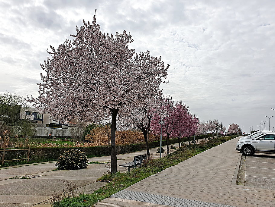 Paseo de Los Poetas, cherry blossoms, sidewalk, trees, flowers, park, bench, cloudy sky, cars, streetlights, spring season