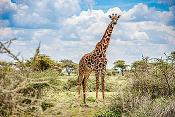 Giraffe, grüne Wiese, blauer Himmel, Serengeti, natürlicher Lebensraum, hohe Statur, vertikale Ansicht, Tierfotografie, Afrikanische Savanne, Tier in der Natur, wilde Giraffe
