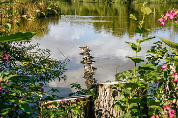 lake, ducks, habitat, outdoors, nature, pond, biotope, plants, nature Reserve