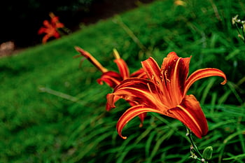covid, paisagem, paz, deus, amor, raciamo