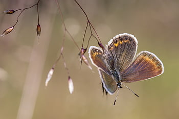 silver-studded Blue, plebejus Argus, butterfly, outdoor, nature, estonia, herbs, leafs, summer, parasite, bug