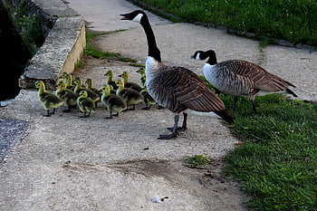 canada Geese, geese, goslings, bank, lake, river, family, chicks, birds, waterfowls, water Birds