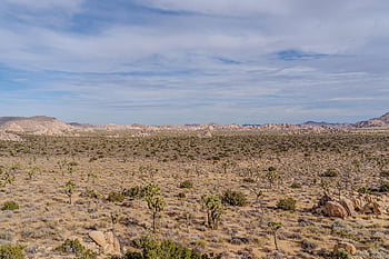desert, sand, arid, joshua Tree, nature, landscape