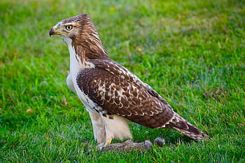 red-tailed Hawk, bird, meadow, hawk, bird Of Prey, predator, animal, wildlife, nature, birdwatching, red-tailed