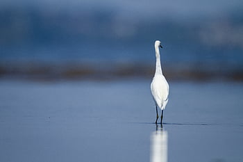 Vodní ptáky zvíře, zobák, pozorování ptáků, copyscape, volavka, Pírko, Šedá, místo výskytu, jezero, venkovní, rybník