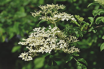 Sambuco, natura, Fiore di sambuco, pennello titolare, anziano nero, bacche di sambuco, titolare, Holler, bacca, immaturo, Tipo di cespuglio