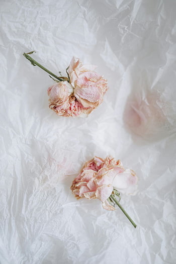 dry pink roses, white background, crumpled paper, soft aesthetic, romantic, pastel pink, close-up, floral, dried flowers, romantic flowers, soft texture