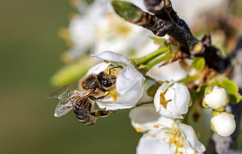 bee, honey Bee, insect, collect Pollen, spring, pollen, nectar, collect Nectar, pollination, plum Blossoms, blossoms