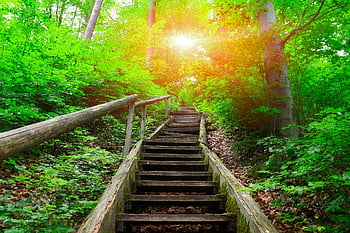 forest, jacob's Ladder, stairs, sunlight, trees, plants, foliage, steps, staircase, woods, park