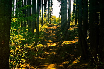 forest, forest Path, sunlight, nature, trees, mood, sun, landscape, light, hike, path