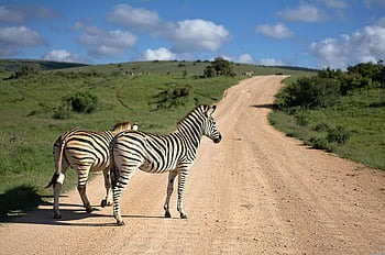 zebras, dirt road, African savannah, bright sky, two zebras, crossing road, vast landscape, wildlife photography, natural habitat, animal crossing, savanna path