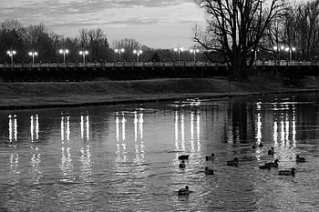 river, lake, ducks, nature, river Bank, isar, munich, bavaria, water, architecture, germany