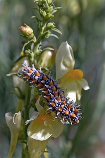 housenka, larva, hmyz, Melitaea didyma, zvíře, chlupatý, brk, červ, zavřít, metamorfóza, světlé barvy