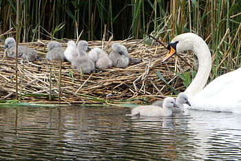 river, swans, young Swans, waterfowl, moederzorg, young Animals, spring, nature, animals In The Wild, rui, nest