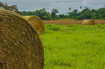 pasture, hay, field, landscape, farming, summer, meadow, nature, farm, pastures, straw