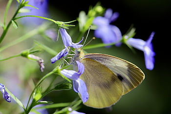 bílý, motýl, Malý zelí bílý motýl, motýlů, pieris rapae, hmyz, opylit, opylování, motýlí křídla, křídlo, rostlina