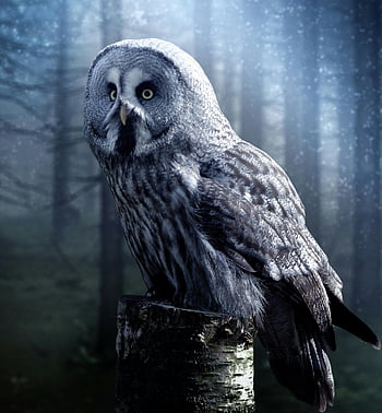 gray owl, perched owl, tree stump, foggy forest, great grey owl, wildlife photography, nature scene, forest setting, owl in nature, nocturnal bird, woodland creature