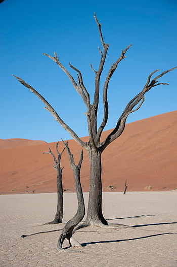 namibia, trees, desert, landscape, nature, dunes, sand, dead Tree, dry, drought, africa