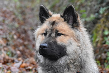 Pes, domácí zvíře, zvíře, národní, psí, savec, eurasier černá maska, Příroda, fena, Eurasier Shoreline