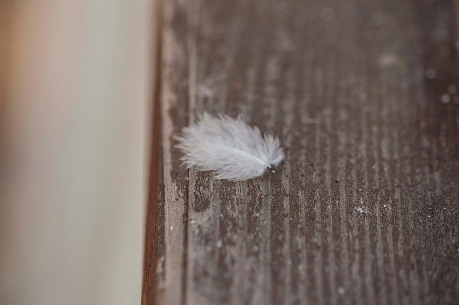 feather, bird Feather, wood, white Feather, fluff, closeup, chicks, bird, bird Fluff