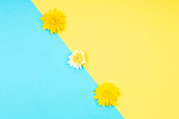 flowers, minimalist, background, chrysanthemum, gerbera, bloom, yellow, blue, colorful, valentines, minimal