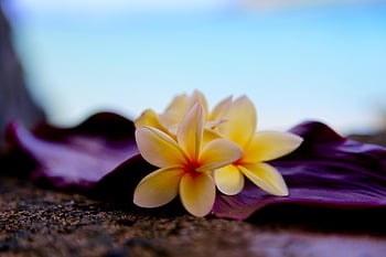 plumeria, květinové tapety, krásné květiny, hawaii, květ, květinové pozadí, tropy, pláž, žlutá, lei, Příroda
