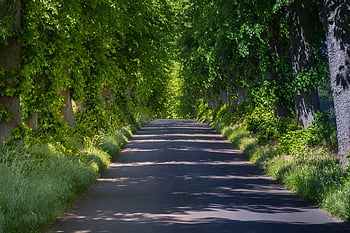 stromy, strom lemované avenue, cena 2012, Krásná, brandenburg, avenue, Příroda, krajina, nálada, zelená, listy