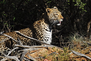 leopard, namibia, africa, safari, pet, kalahari, predator, cat, wild, wilderness, camouflage