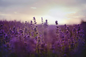 lavender flower field, purple lavender, twilight, nature's beauty, tranquility, blooming lavender, lavender blooms, purple flowers, field of lavender, stunning lavender, lavender at twilight