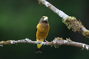 grosbeak malam, burung, alam, grosbeak, margasatwa, hewan, halaman belakang, pria