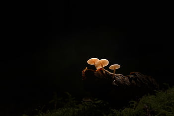 funghi, natura, micologia, fungo, fungo velenoso, crescita, foresta