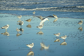 birds, gulls, beach, sea, ornithology, water Birds, fauna, the Coast, wild Nature, invertebrates, wings