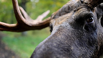 Los, zvíře, volně žijících živočichů, elk, savec, Příroda, hlava, oko, paroh, makro, detailní
