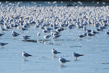 seagulls, birds, animals, gulls, lake, winter, ice, seabirds, wildlife, beak, plumage