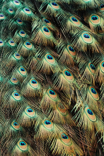 peacock feathers, vibrant colors, intricate patterns, close-up, peacock tail, Jönköping, Sweden, peacock plumage, feather details, peacock eye pattern, peacock beauty